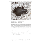 The Little Book of Beetles