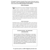 The Little Book of Beetles