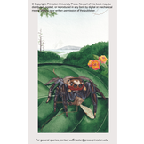 The Little Book of Spiders