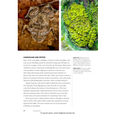 Frogs of the World: A Guide to Every Family