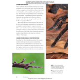 Frogs of the World: A Guide to Every Family