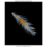 Plankton: A Worldwide Guide