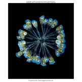 Plankton: A Worldwide Guide