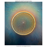 Plankton: A Worldwide Guide