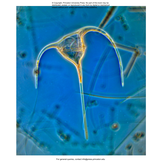 Plankton: A Worldwide Guide