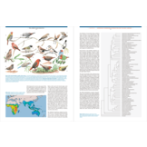 The Largest Avian Radiation - The Evolution of Perching Birds, or the Order Passeriformes