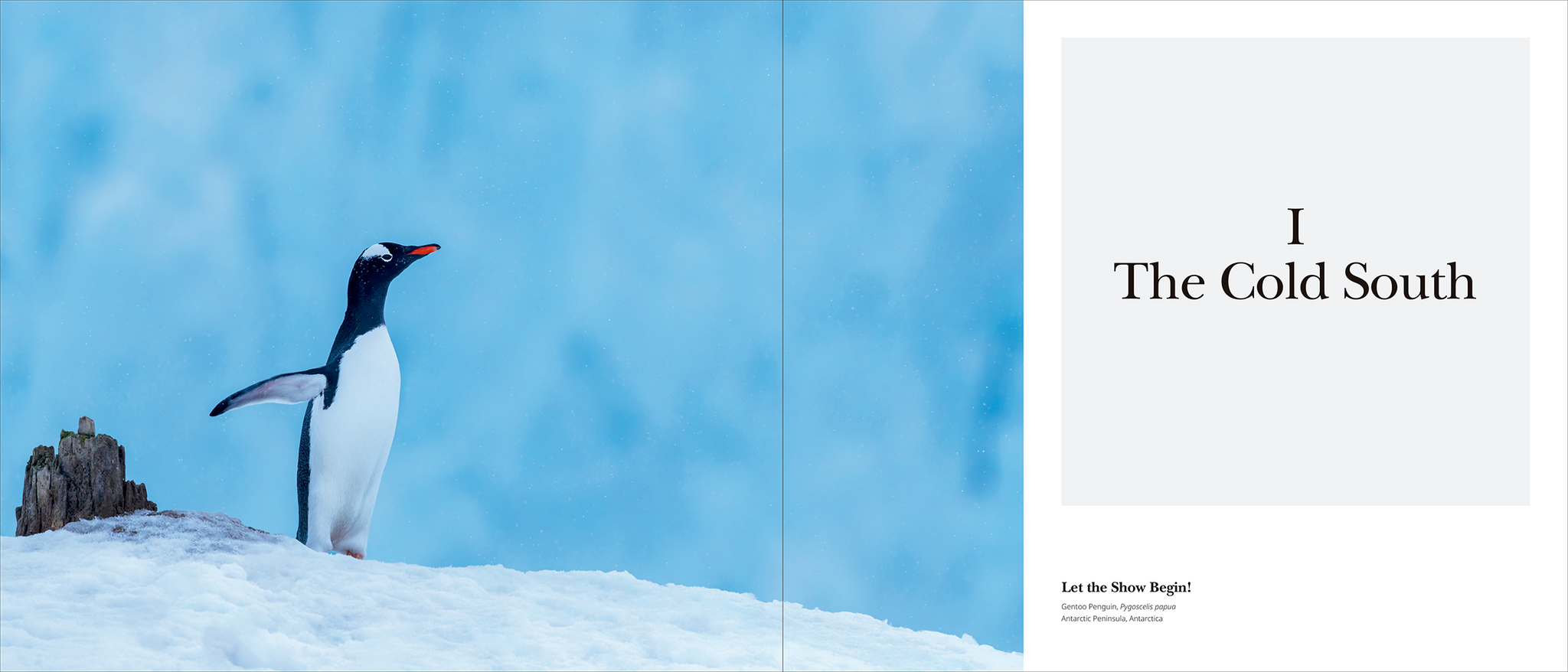 Portfolio 1 – Photographs and stories of extraordinary birds