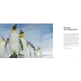 Portfolio 1 – Photographs and stories of extraordinary birds