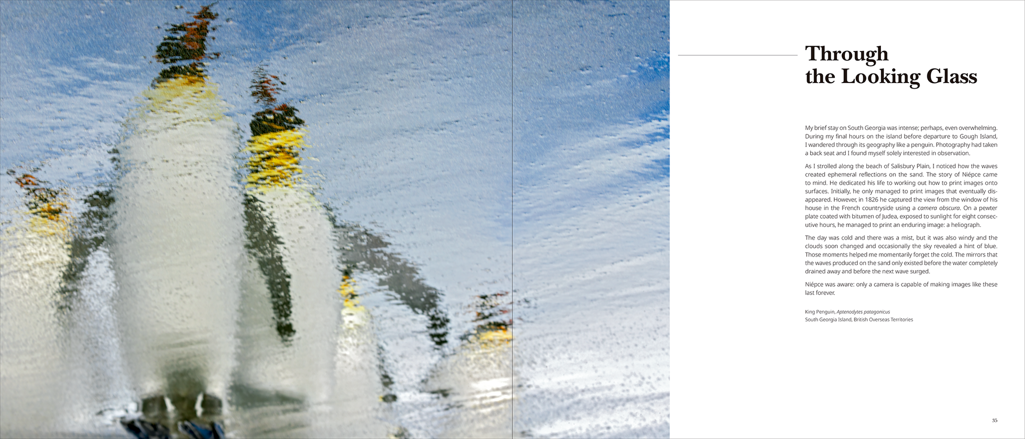 Portfolio 1 – Photographs and stories of extraordinary birds