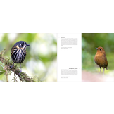 Portfolio 1 – Photographs and stories of extraordinary birds