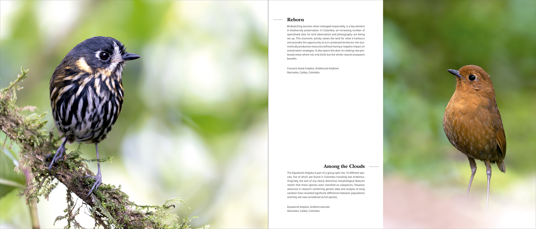 Portfolio 1 – Photographs and stories of extraordinary birds