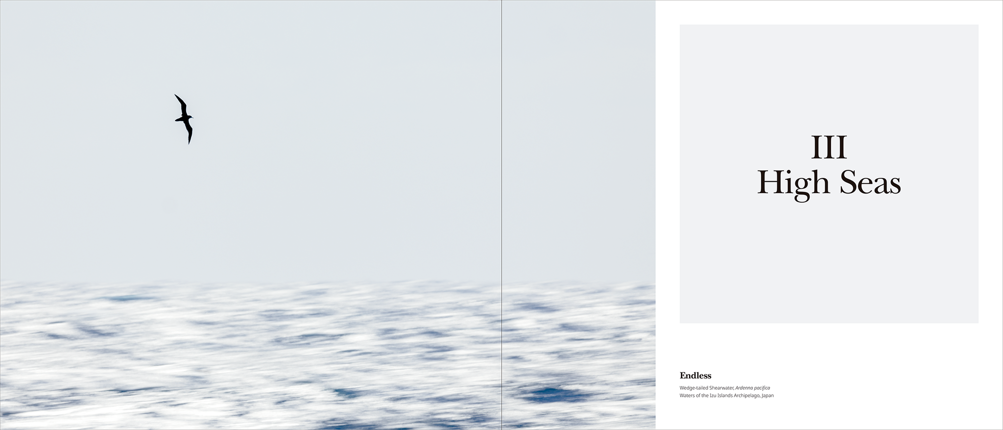 Portfolio 1 – Photographs and stories of extraordinary birds