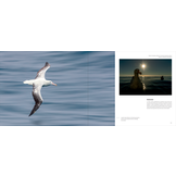 Portfolio 1 – Photographs and stories of extraordinary birds