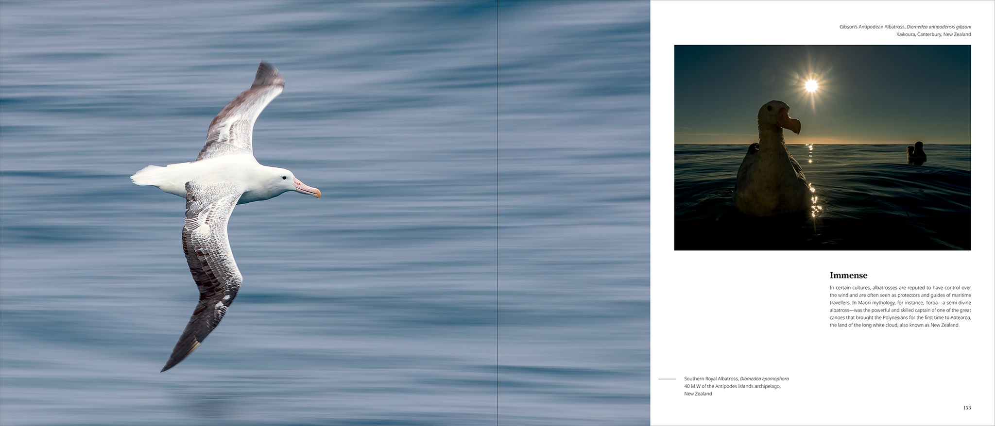 Portfolio 1 – Photographs and stories of extraordinary birds