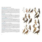 A Field Guide to the Birds of Malaysia including Sabah and Sarawak