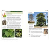 An Identification Guide to Trees of Britain & North-West Europe