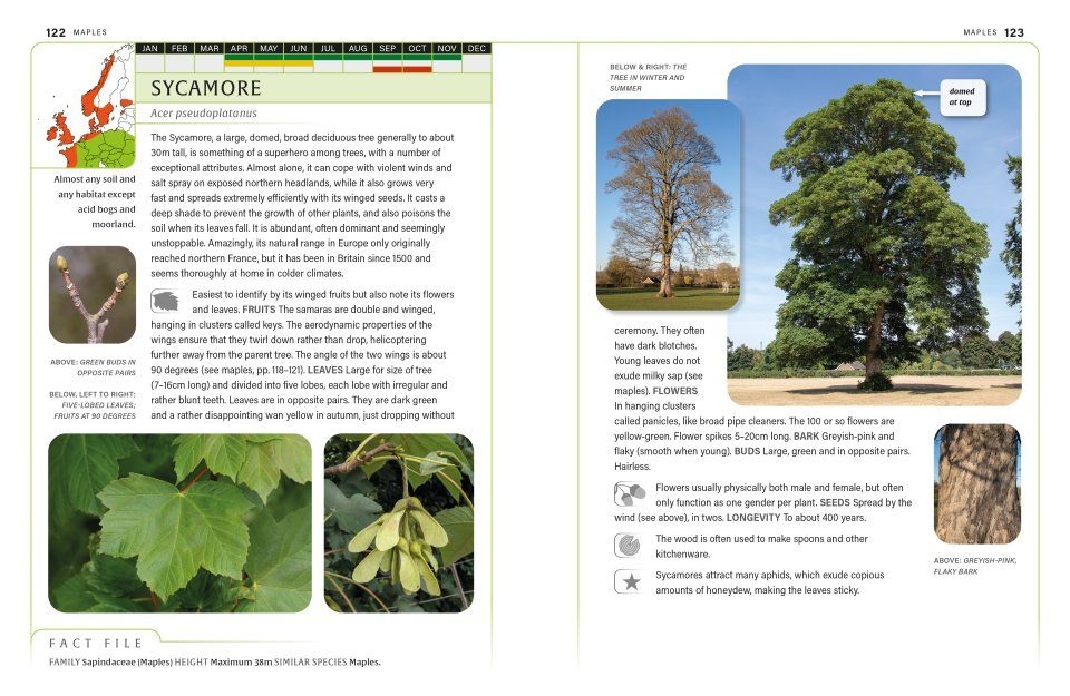 An Identification Guide to Trees of Britain & North-West Europe