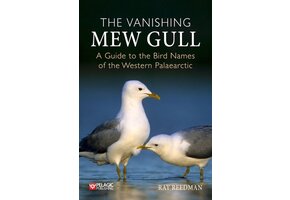 The Vanishing Mew Gull