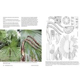 The Palms of New Guinea