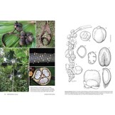 The Palms of New Guinea