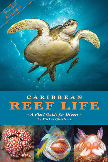 Caribbean Reef Life - A Field Guide for Divers