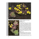 Die Farn- und Blütenpflanzen Madeiras