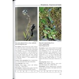 Flora Cretica - A complete handbook of all flowering plants, lycopods and ferns occuring on the island of Crete and surrounding islets