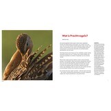 Prachtvogels