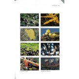 The Myxomycetes of Britain and Ireland: An Identification Handbook