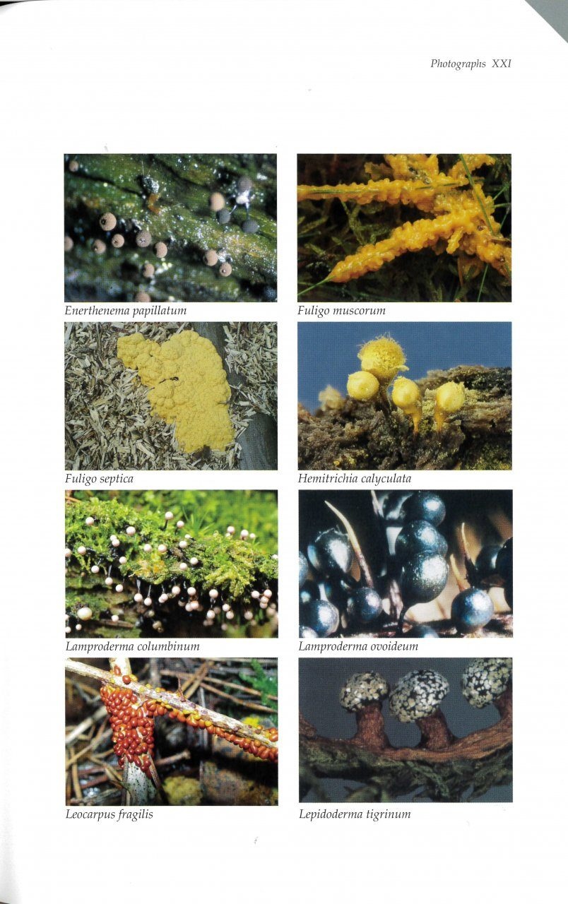 The Myxomycetes of Britain and Ireland: An Identification Handbook