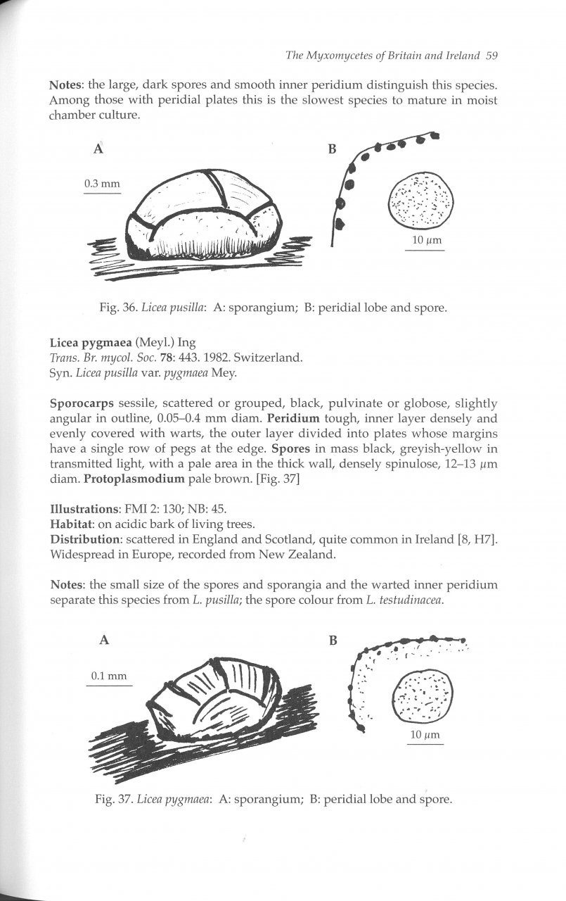 The Myxomycetes of Britain and Ireland: An Identification Handbook