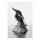 De Scharrelaar 10 / 2024 - Vogeltijdschrift voor lezers