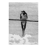 De Scharrelaar 10 / 2024 - Vogeltijdschrift voor lezers