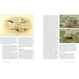 ‘Fraaie Schepsels’. De grote stern in Nederland