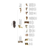 Bird Pellets - A Complete Photographic Guide