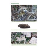 Bird Pellets - A Complete Photographic Guide