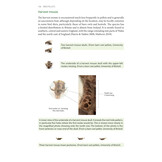 Bird Pellets - A Complete Photographic Guide