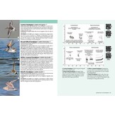 Identifying Migratory Birds by Sound in Britain and Europe