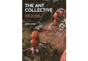 The Ant Collective