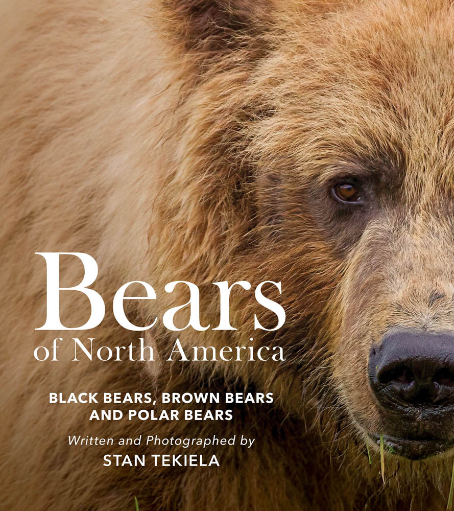 Bears of North America - Black Bears, Brown Bears, and Polar Bears