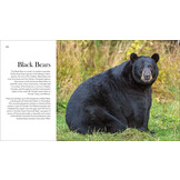 Bears of North America - Black Bears, Brown Bears, and Polar Bears