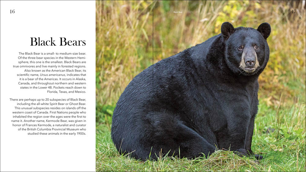 Bears of North America - Black Bears, Brown Bears, and Polar Bears