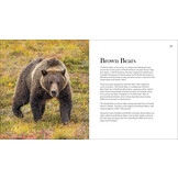 Bears of North America - Black Bears, Brown Bears, and Polar Bears