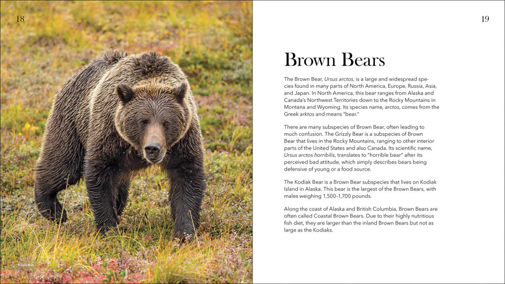 Bears of North America - Black Bears, Brown Bears, and Polar Bears