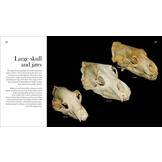 Bears of North America - Black Bears, Brown Bears, and Polar Bears