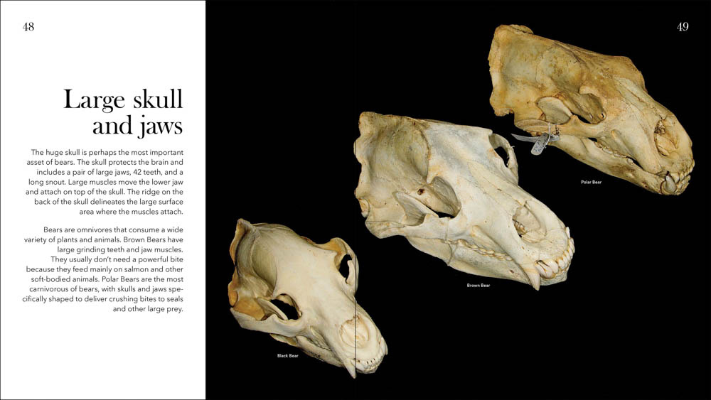 Bears of North America - Black Bears, Brown Bears, and Polar Bears