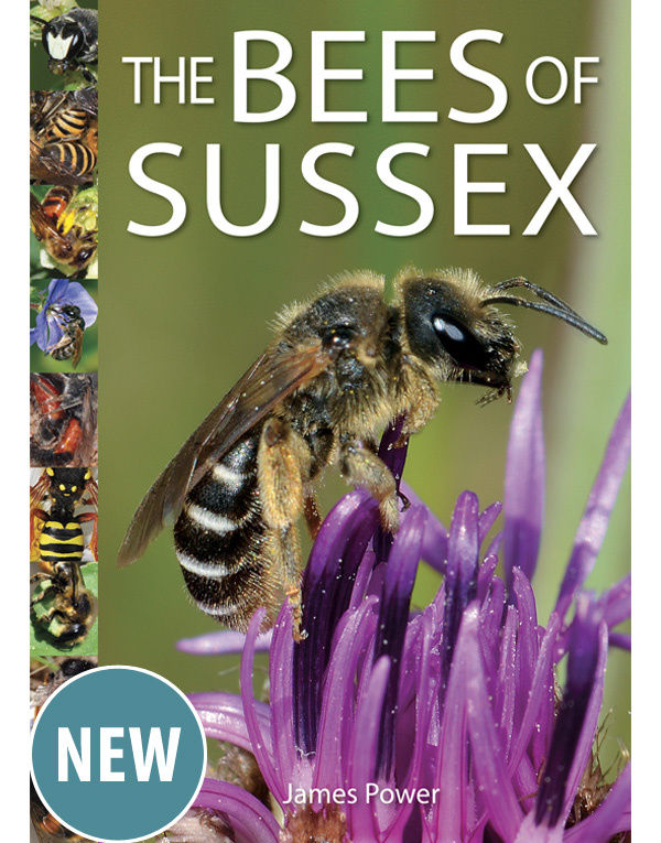 The Bees of Sussex