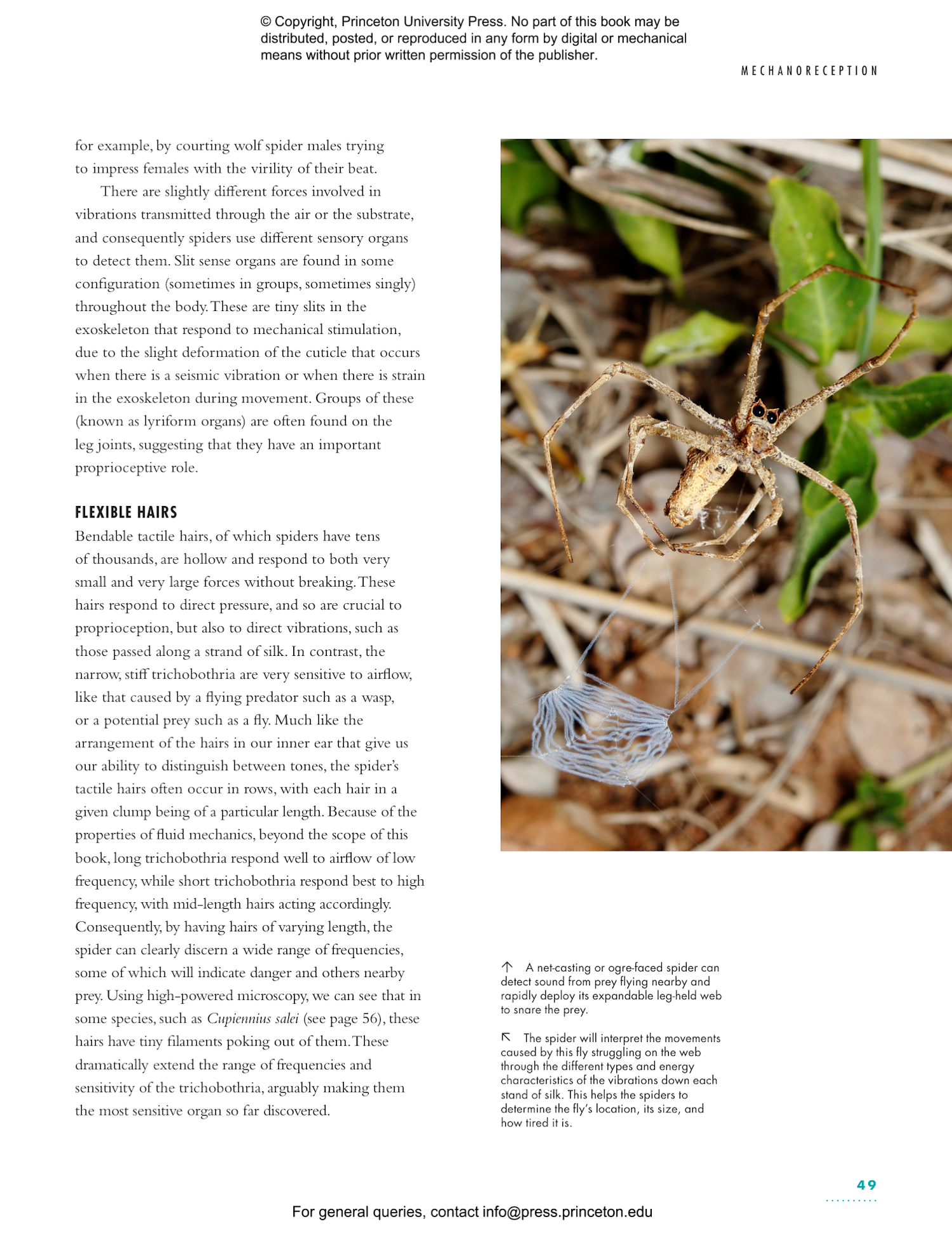 The Lives of Spiders: A Natural History of the World's Spiders