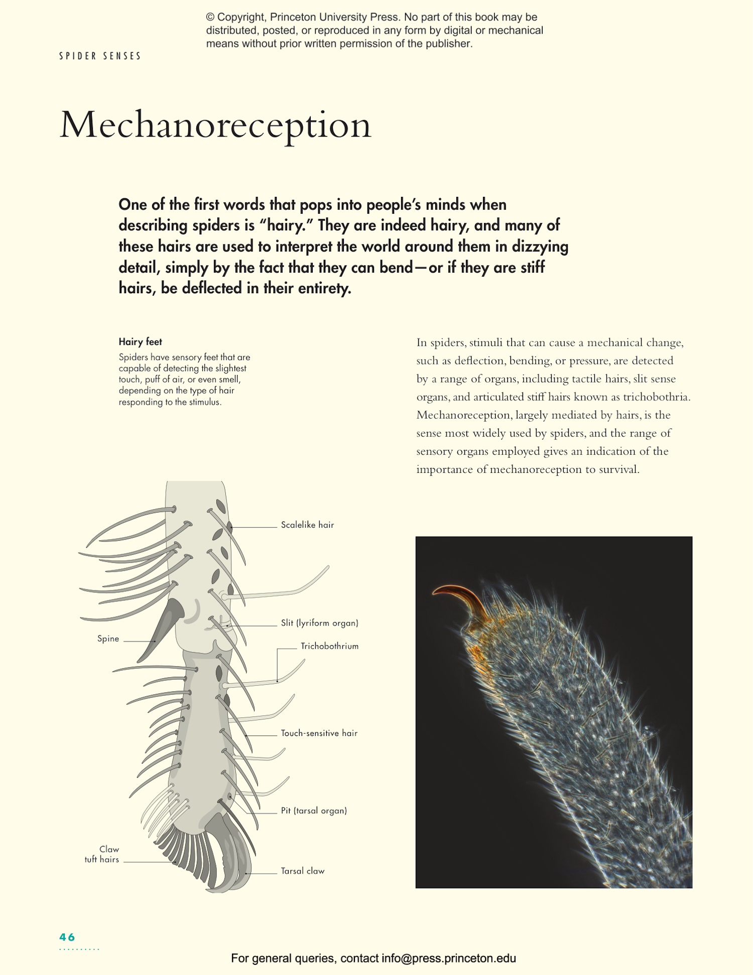 The Lives of Spiders: A Natural History of the World's Spiders