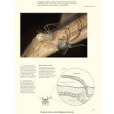 The Lives of Spiders: A Natural History of the World's Spiders